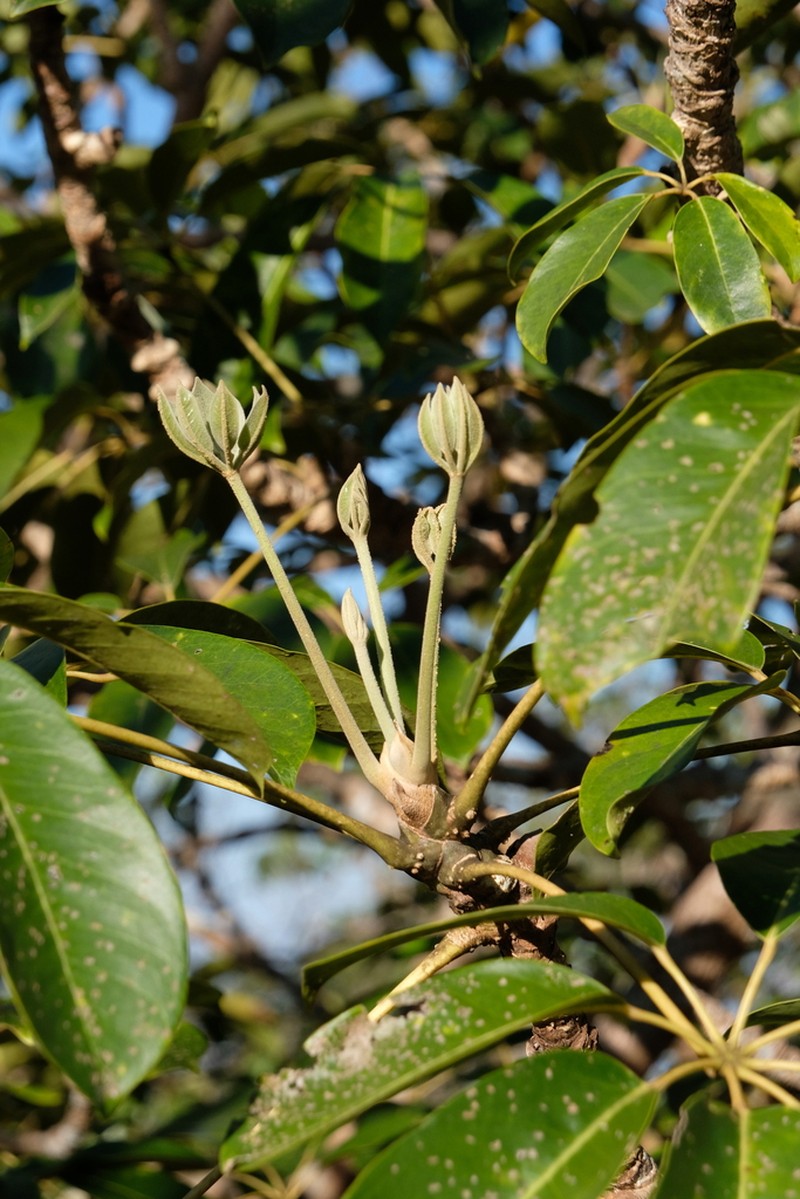 Heptapleurum calyptratum photo 4