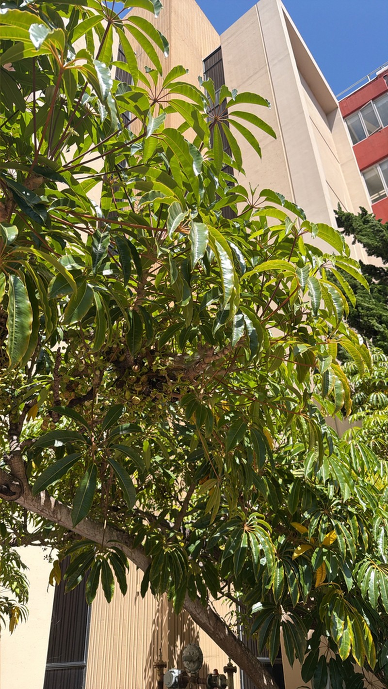 Heptapleurum calyptratum photo 5