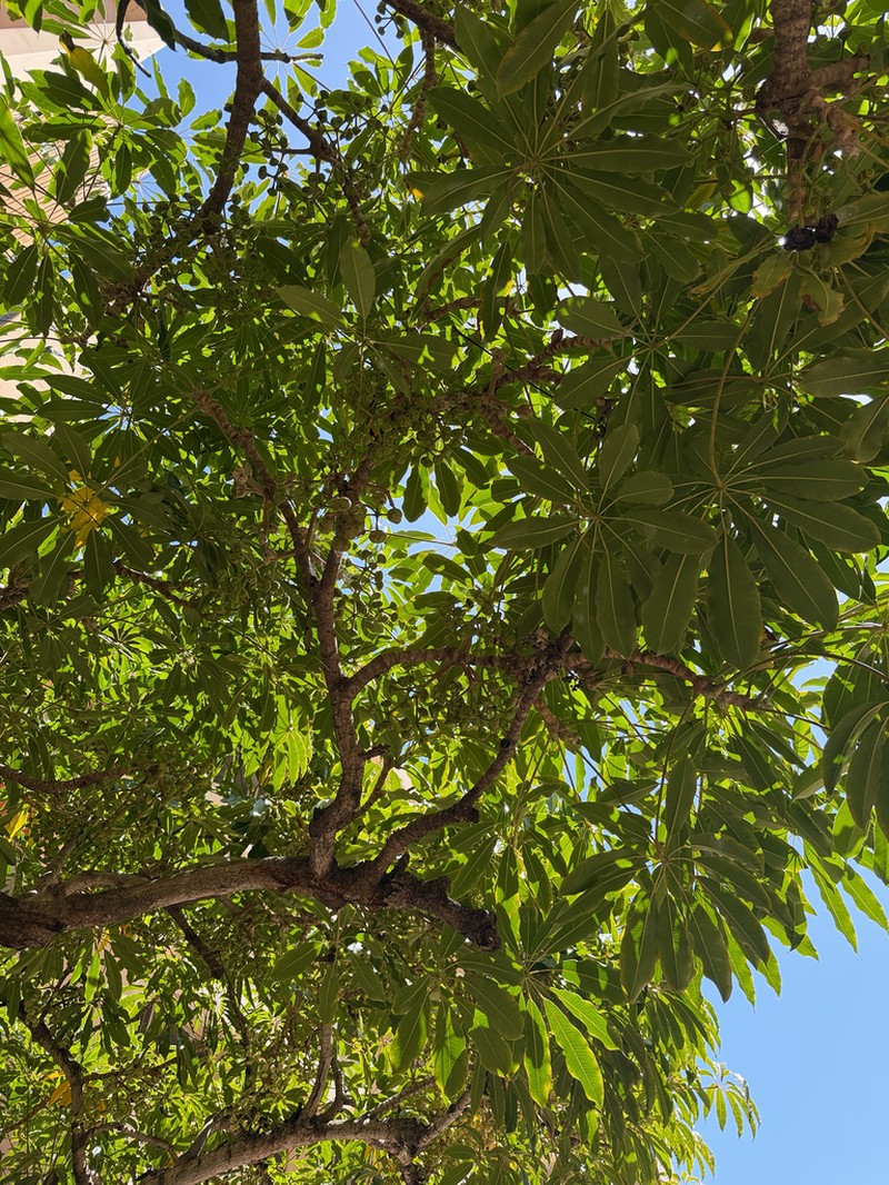 Heptapleurum calyptratum photo 6
