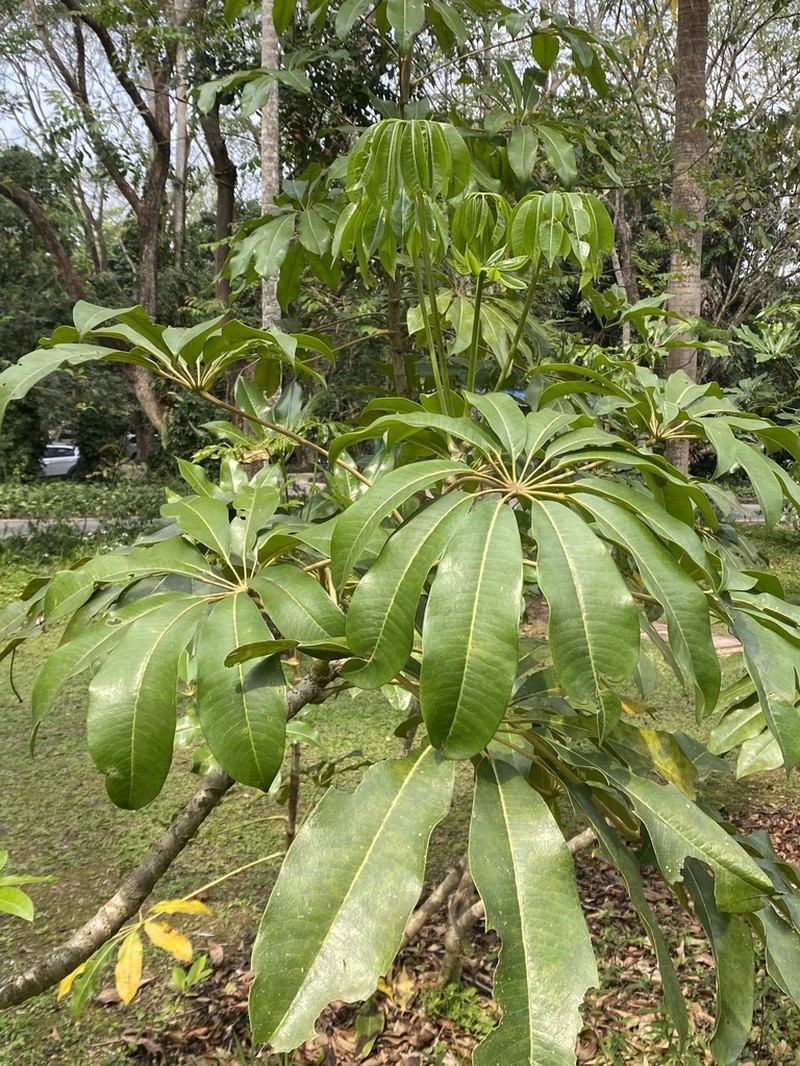 Heptapleurum calyptratum photo 7