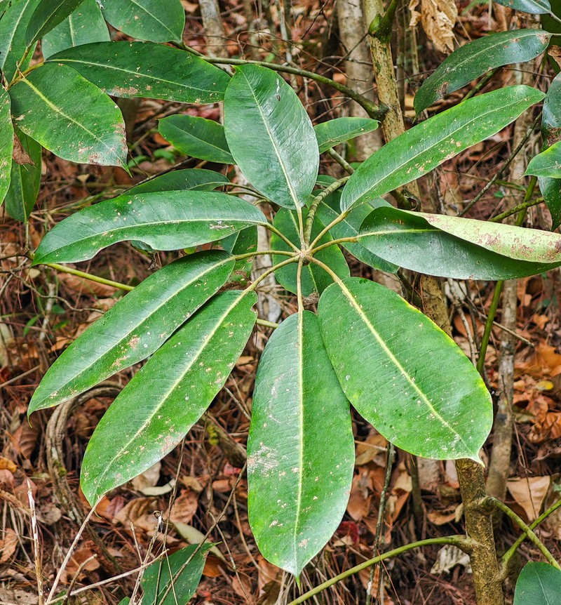 Heptapleurum calyptratum photo 8