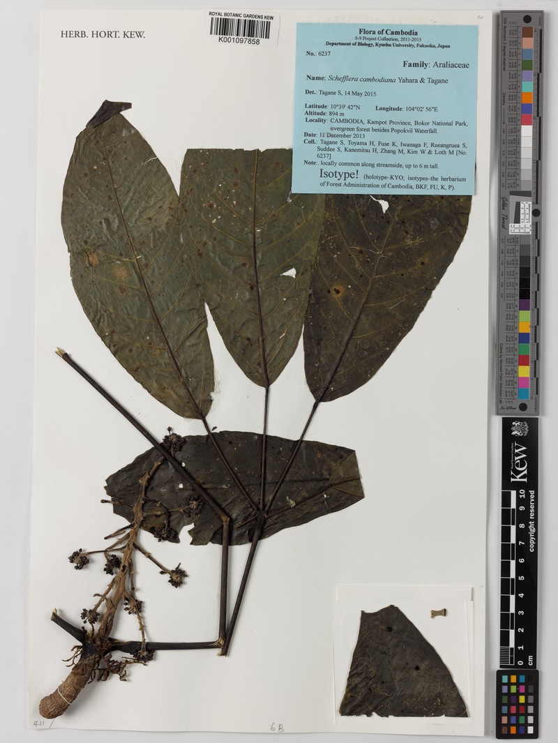 Heptapleurum cambodianum