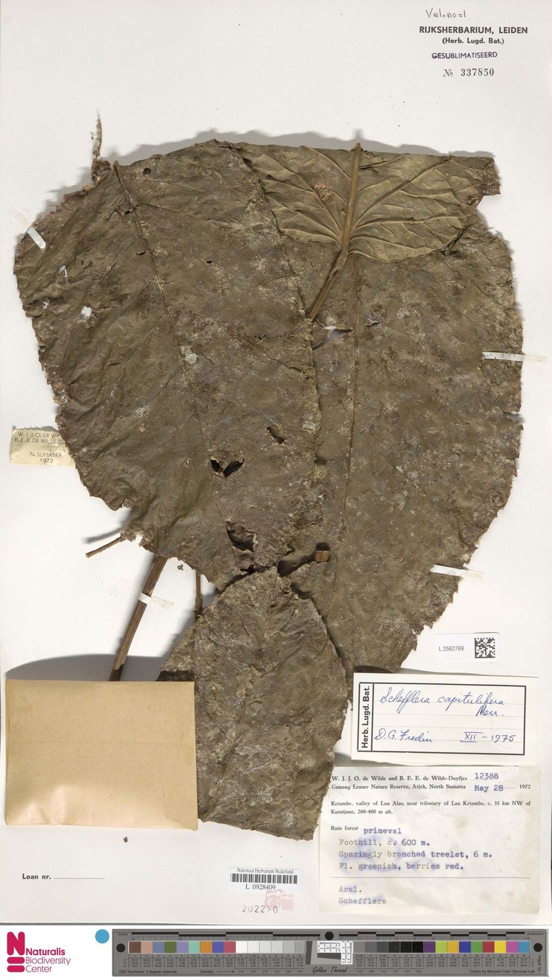 Heptapleurum capituliferum