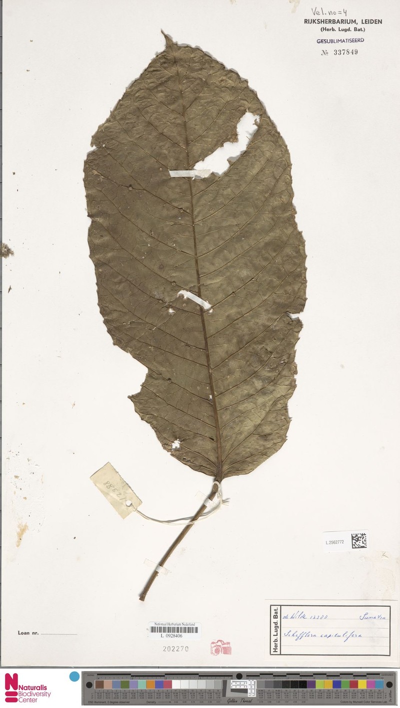 Heptapleurum capituliferum photo 2
