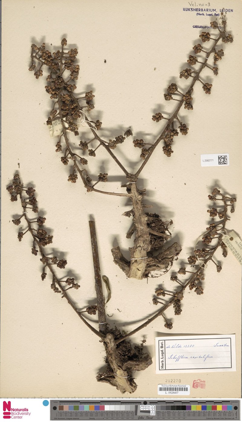 Heptapleurum capituliferum photo 3