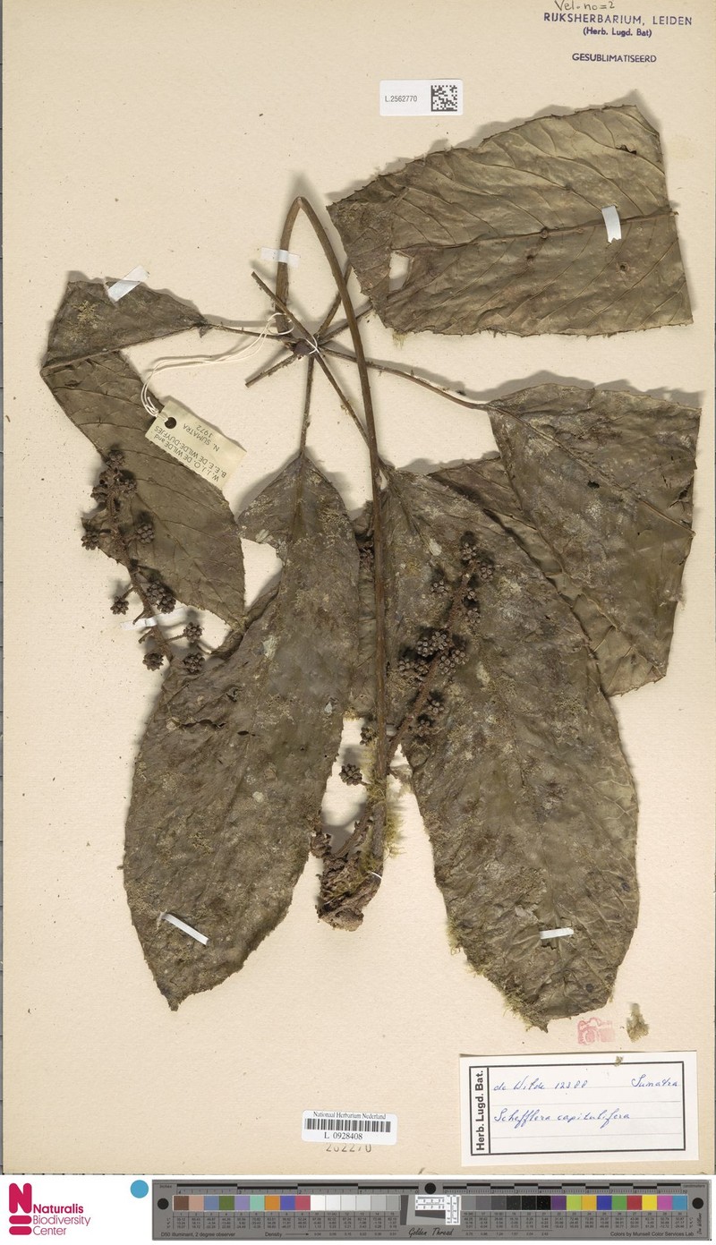 Heptapleurum capituliferum photo 4