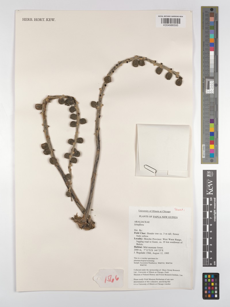 Heptapleurum carrii