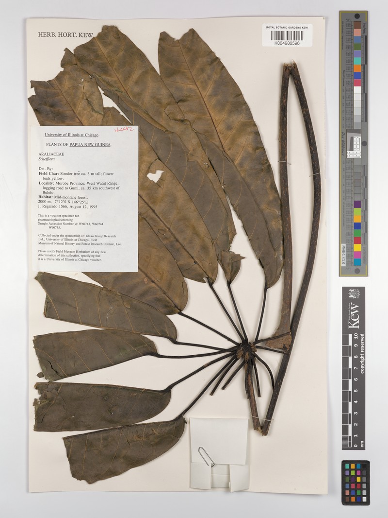 Heptapleurum carrii photo 2