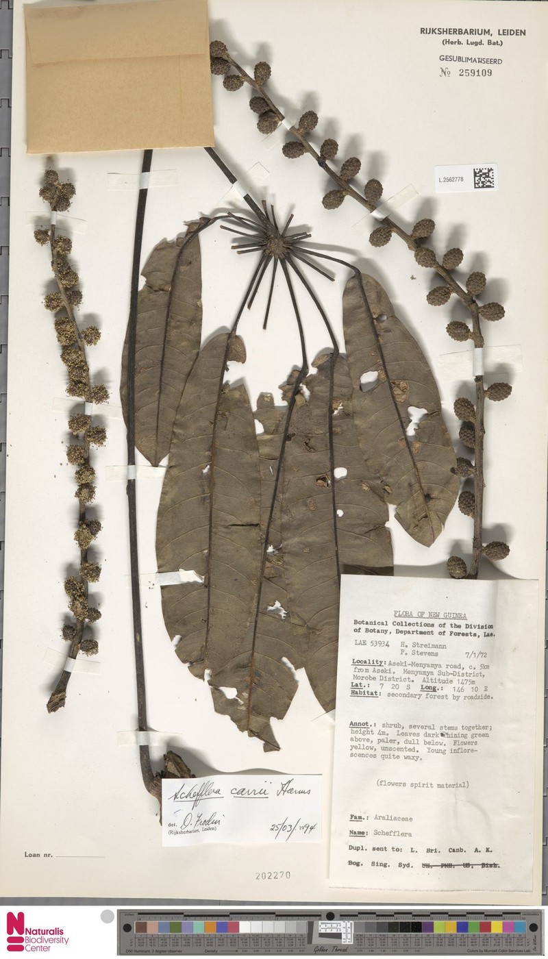 Heptapleurum carrii photo 3