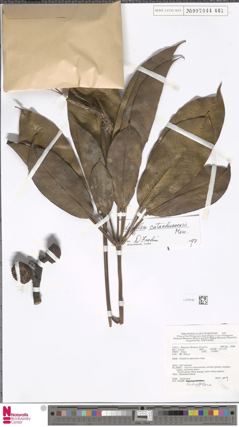 Heptapleurum catanduanense