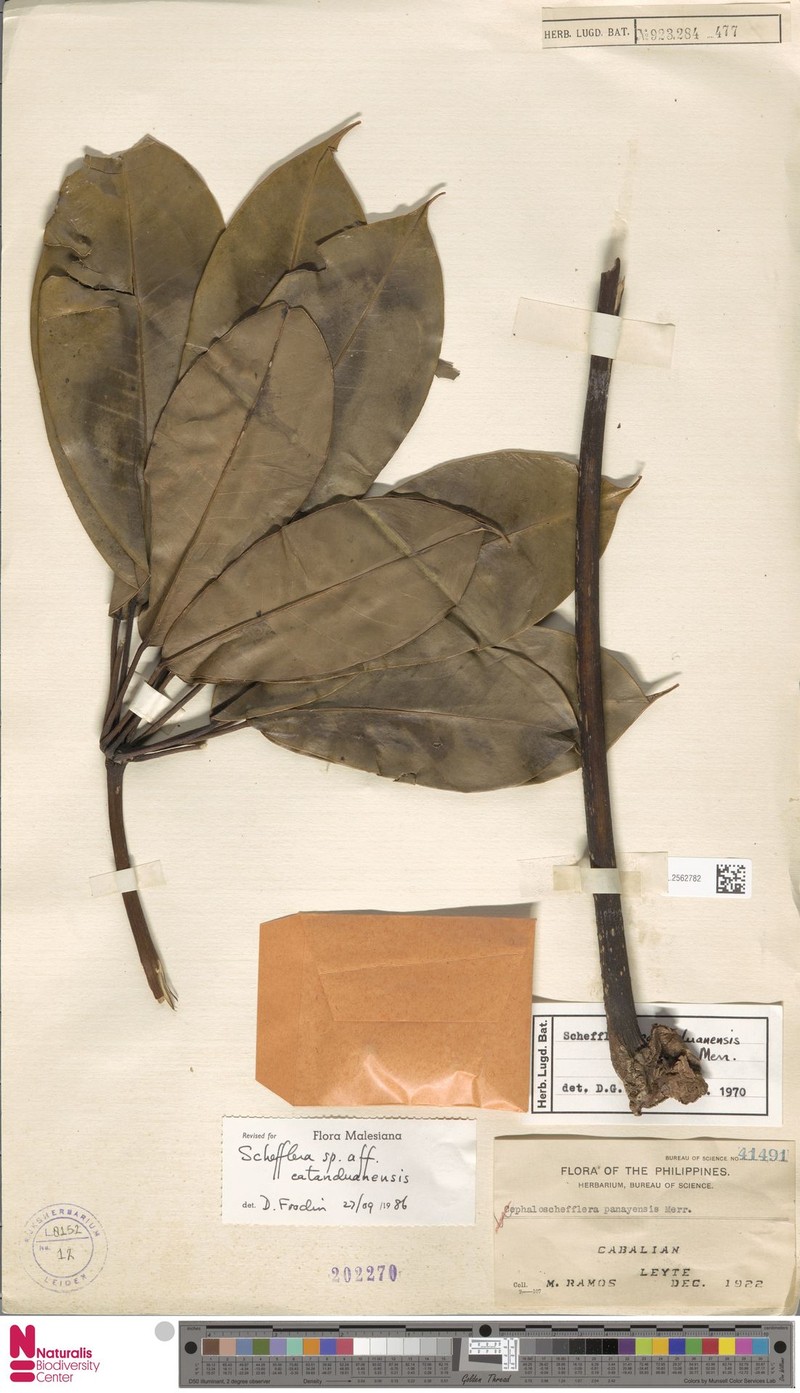 Heptapleurum catanduanense photo 2
