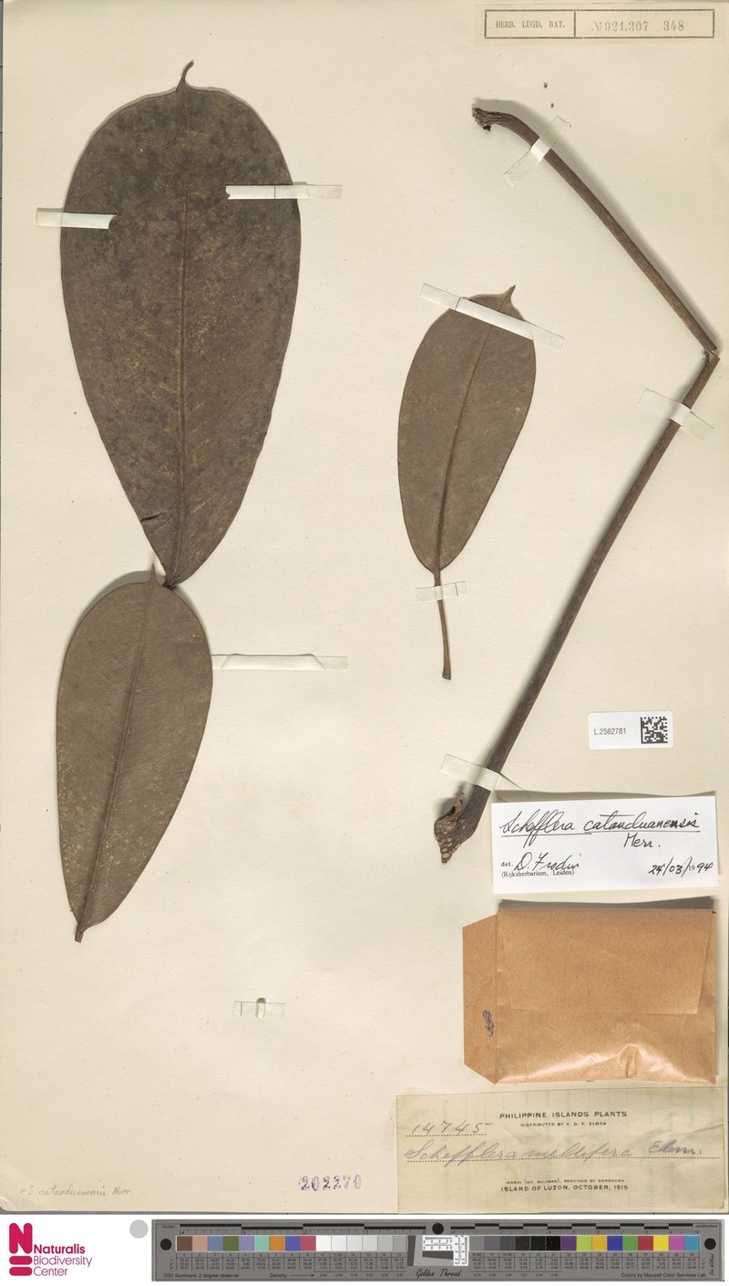 Heptapleurum catanduanense photo 3