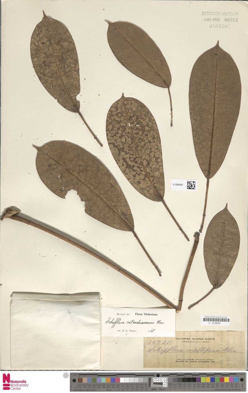 Heptapleurum catanduanense photo 4