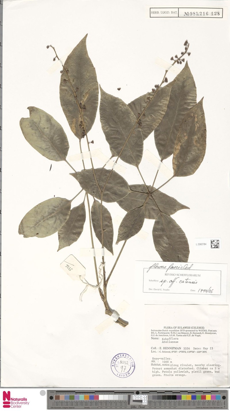 Heptapleurum catense