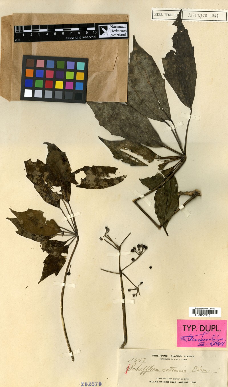 Heptapleurum catense photo 2