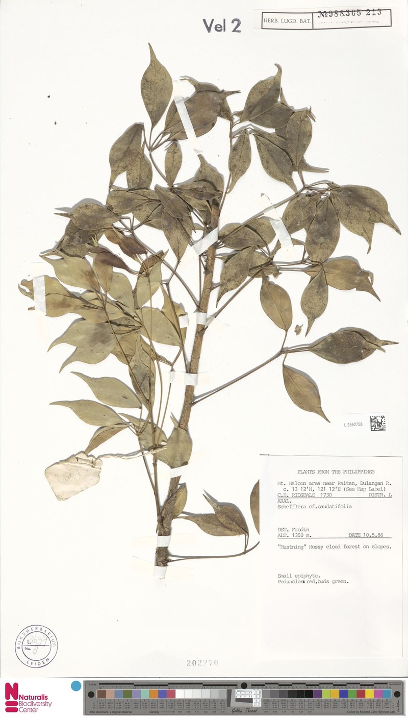Heptapleurum caudatifolium