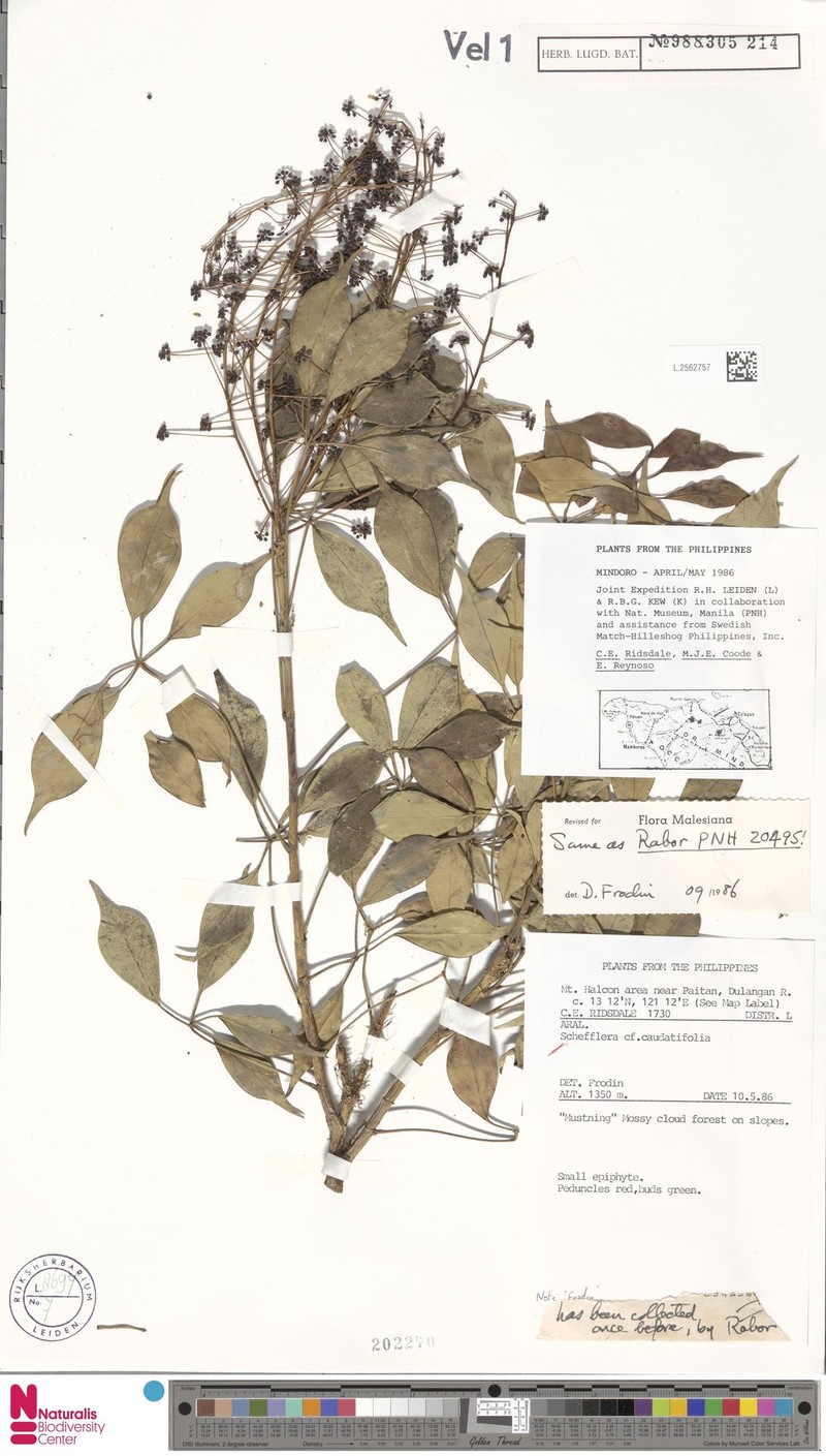 Heptapleurum caudatifolium photo 2