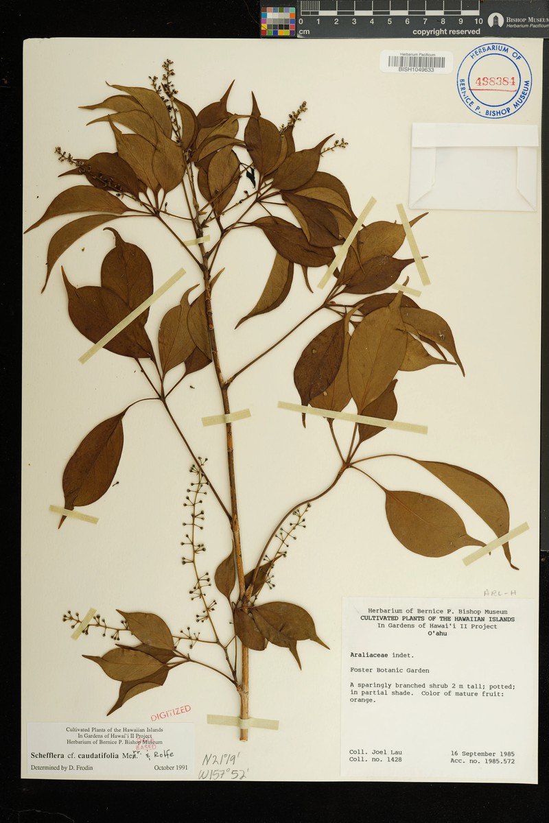 Heptapleurum caudatifolium photo 3