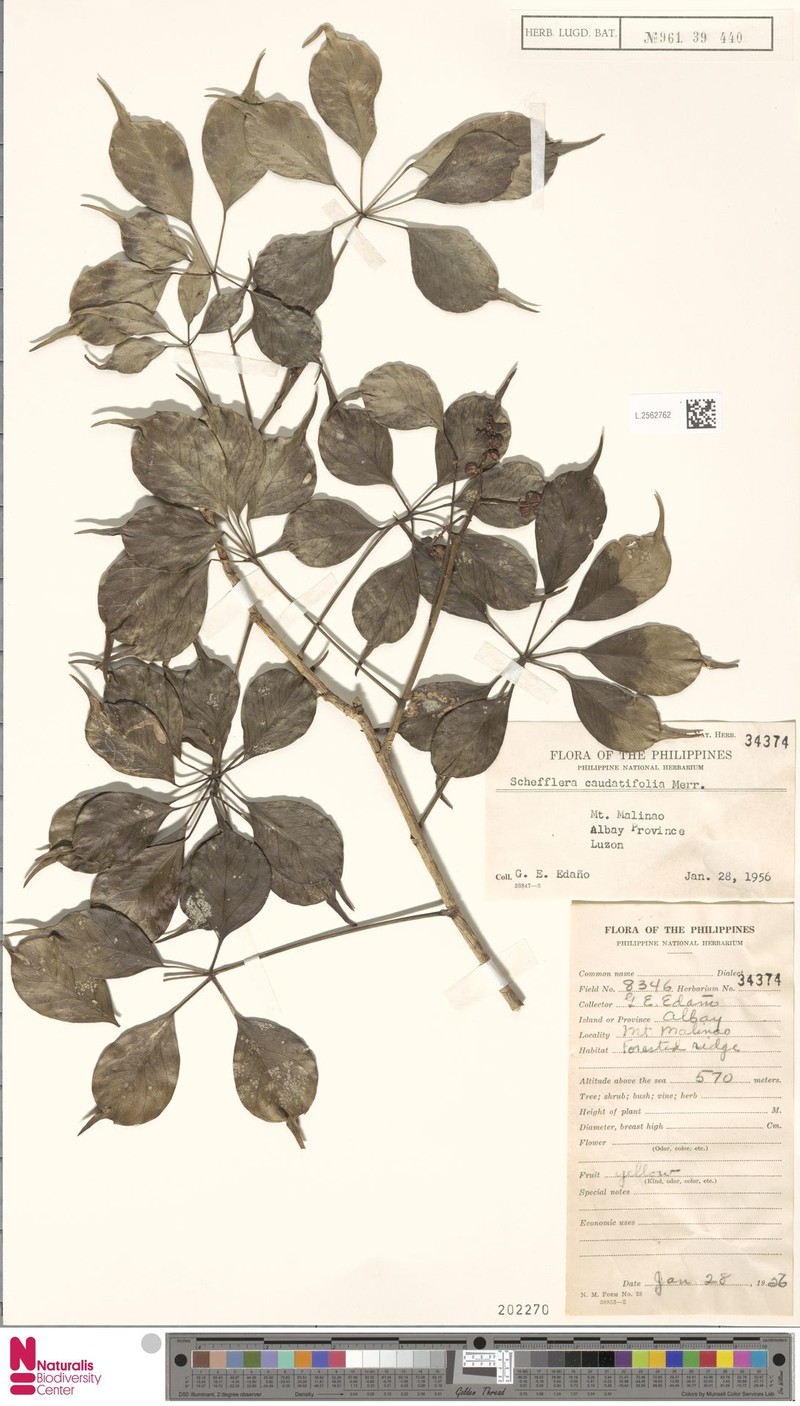 Heptapleurum caudatifolium photo 4