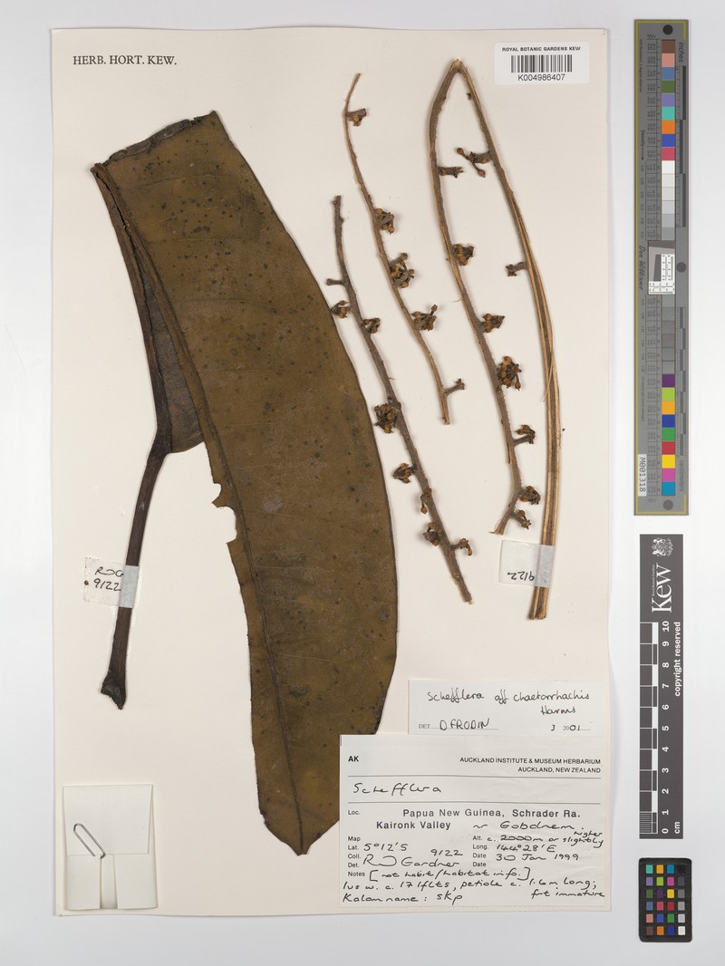 Heptapleurum chaetorrhachis