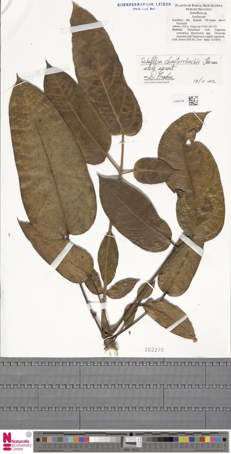 Heptapleurum chaetorrhachis photo 2