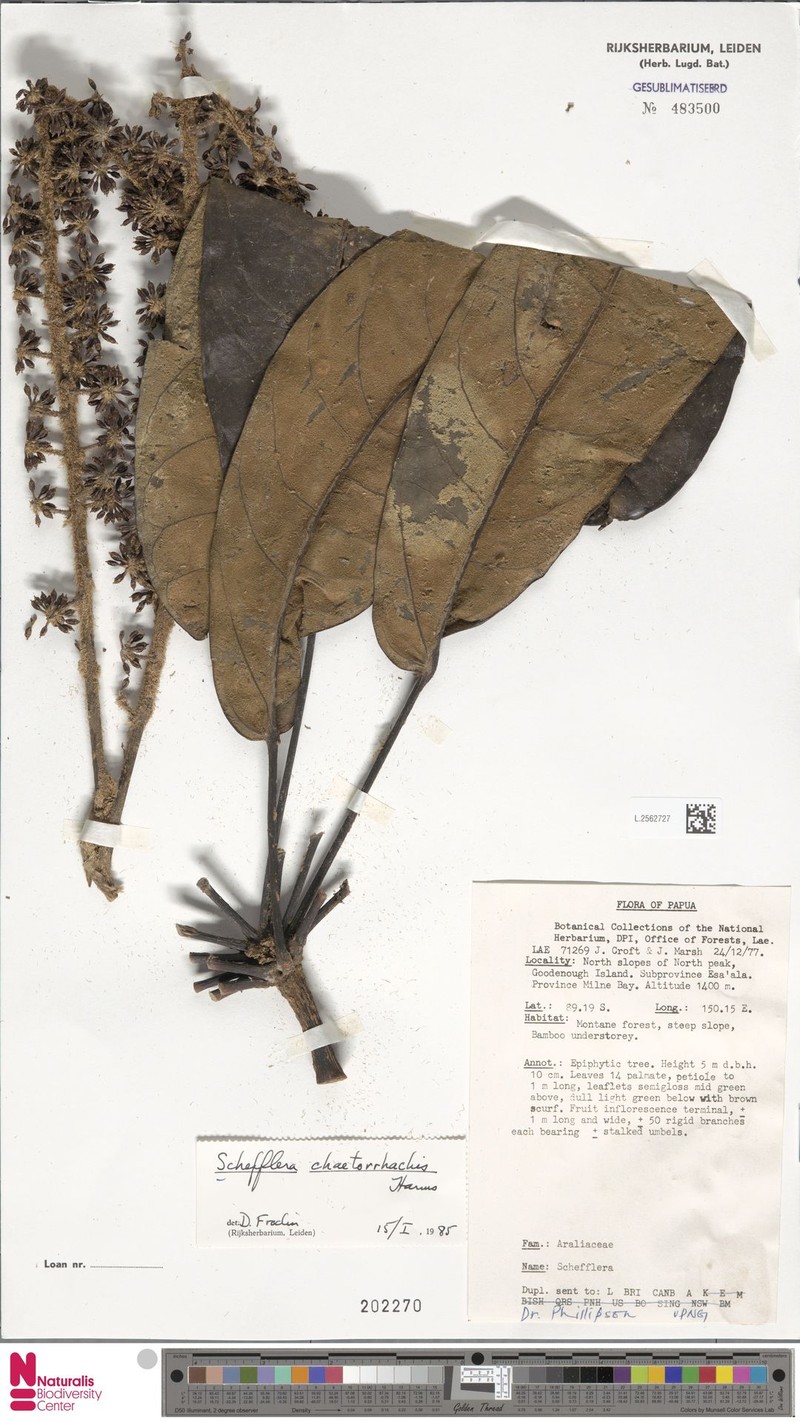 Heptapleurum chaetorrhachis photo 3