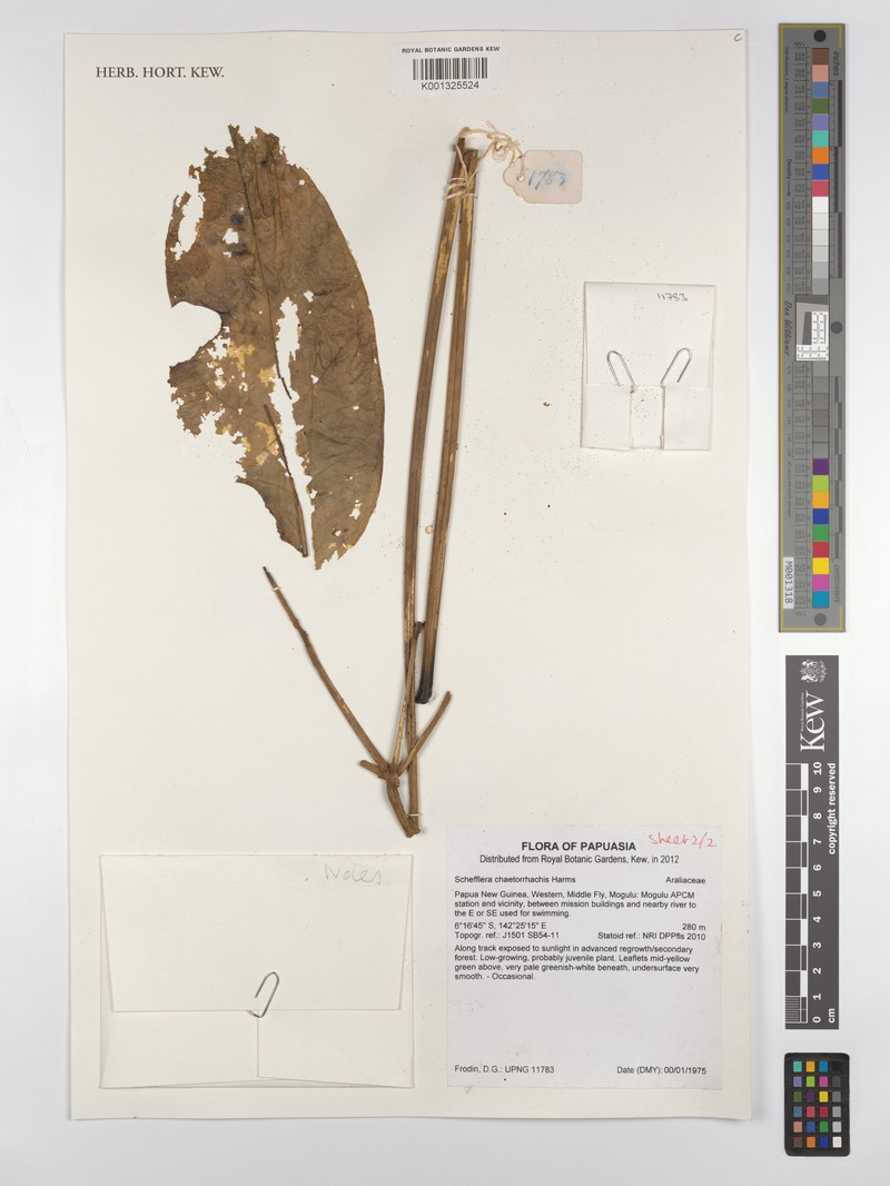 Heptapleurum chaetorrhachis photo 4