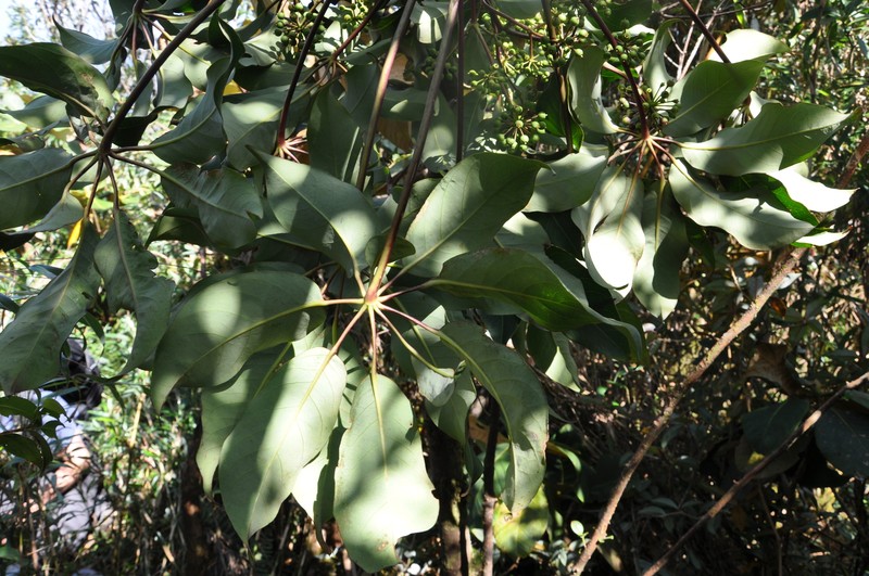 Heptapleurum chapanum