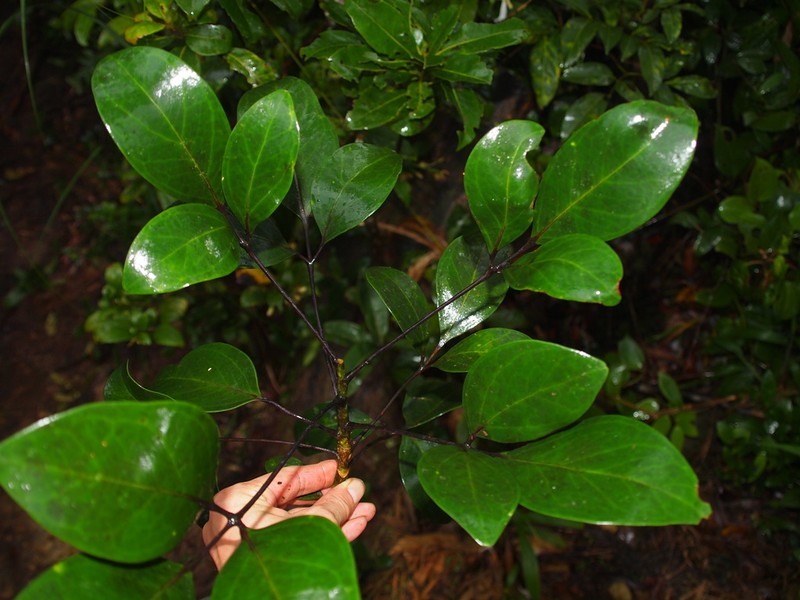 Heptapleurum chevalieri