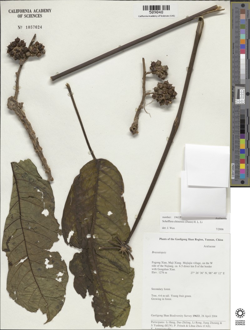 Heptapleurum chinense