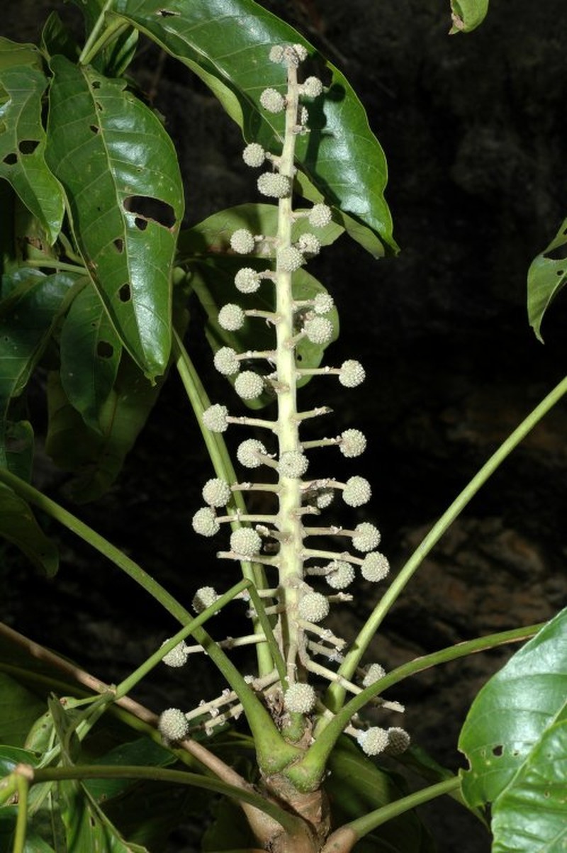 Heptapleurum chinense photo 2