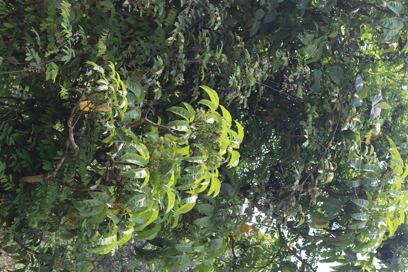 Heptapleurum clarkei