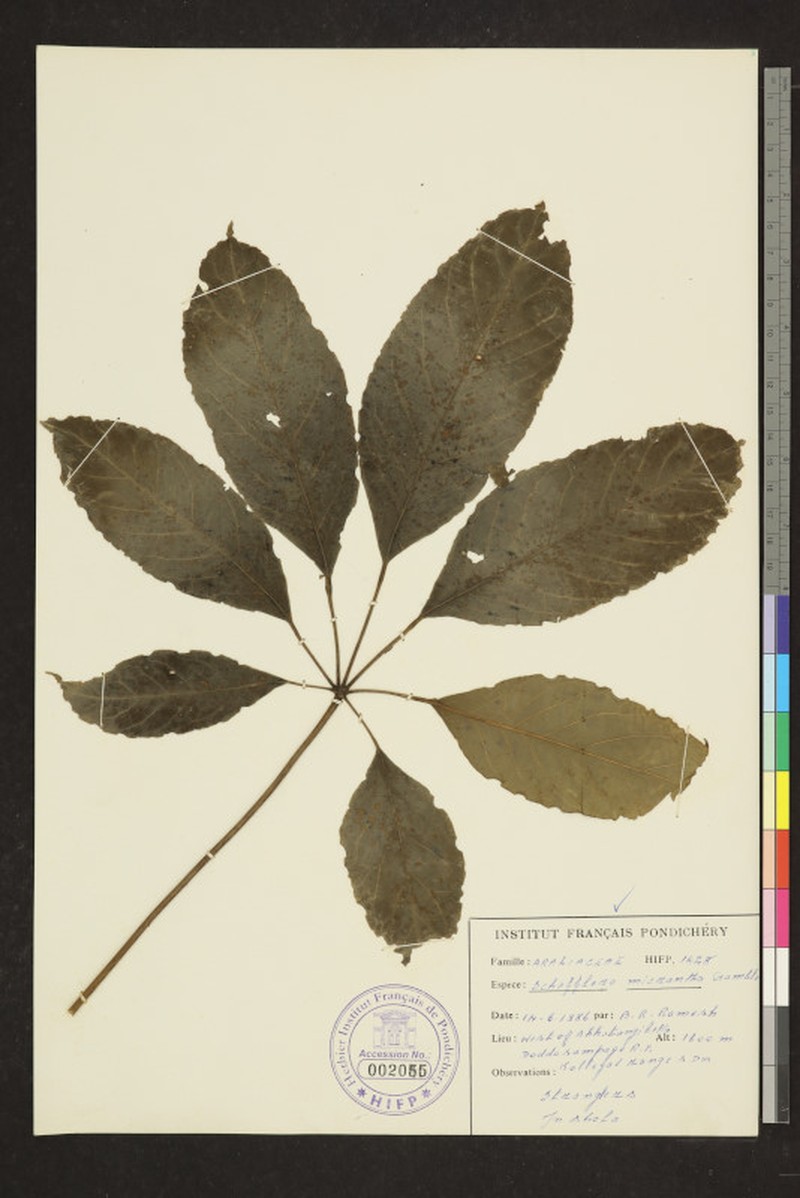 Heptapleurum clarkei photo 2