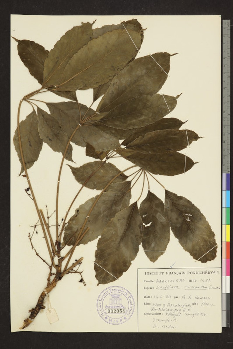 Heptapleurum clarkei photo 3