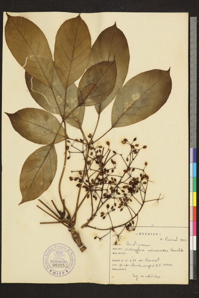 Heptapleurum clarkei photo 4