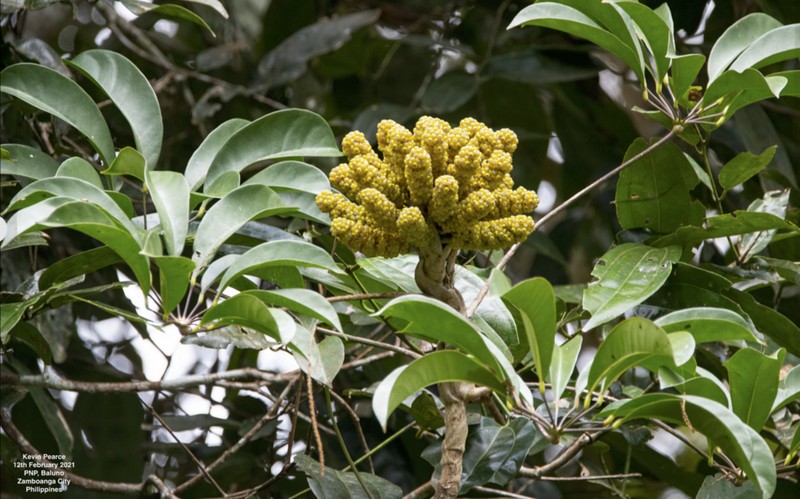 Heptapleurum clementis