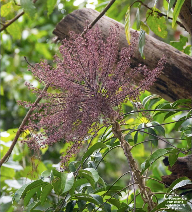 Heptapleurum clementis photo 2