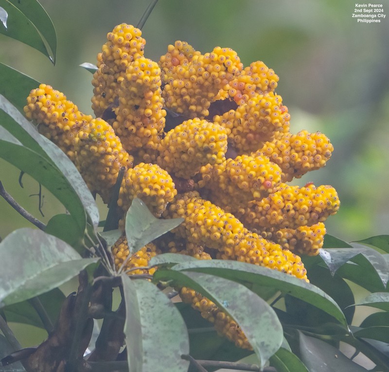 Heptapleurum clementis photo 3