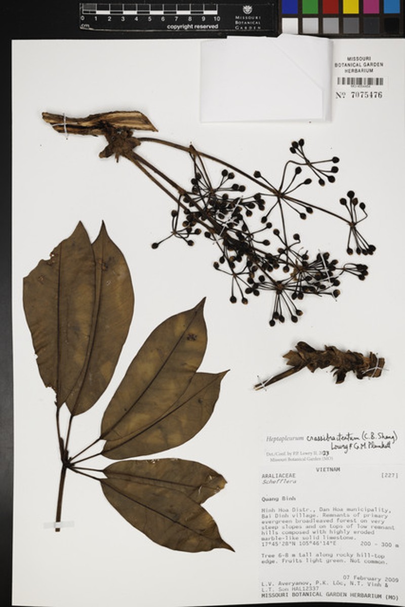 Heptapleurum crassibracteatum