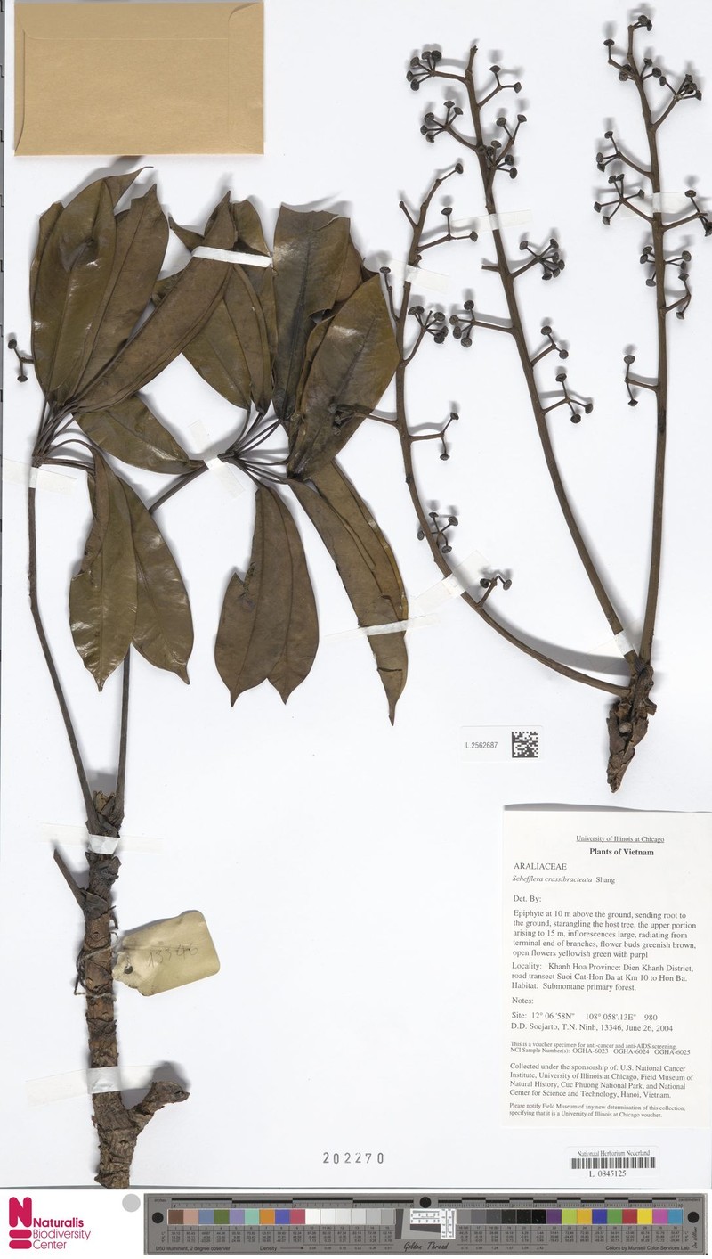 Heptapleurum crassibracteatum photo 2