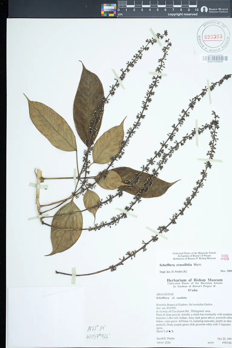 Heptapleurum crassifolium