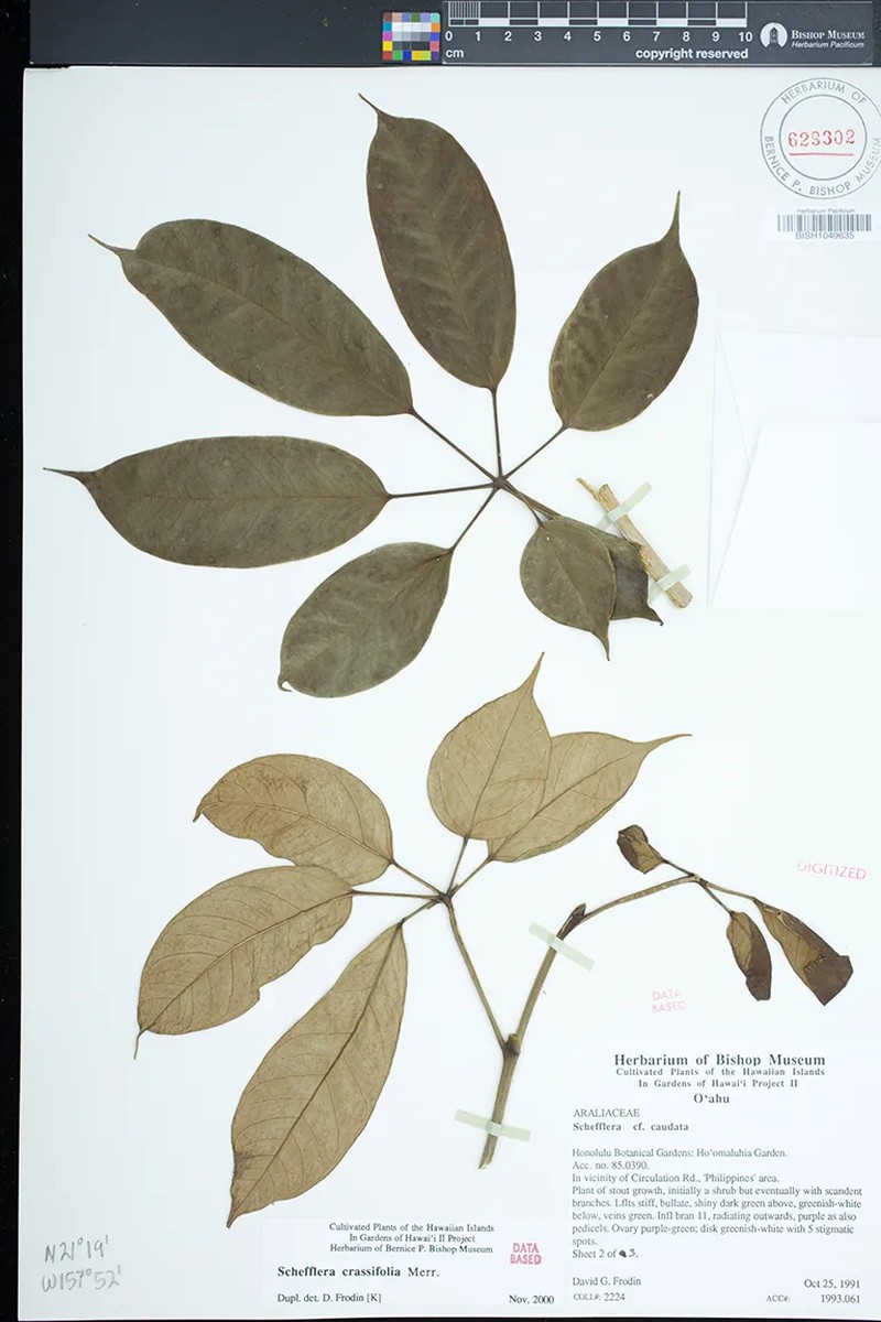 Heptapleurum crassifolium photo 2