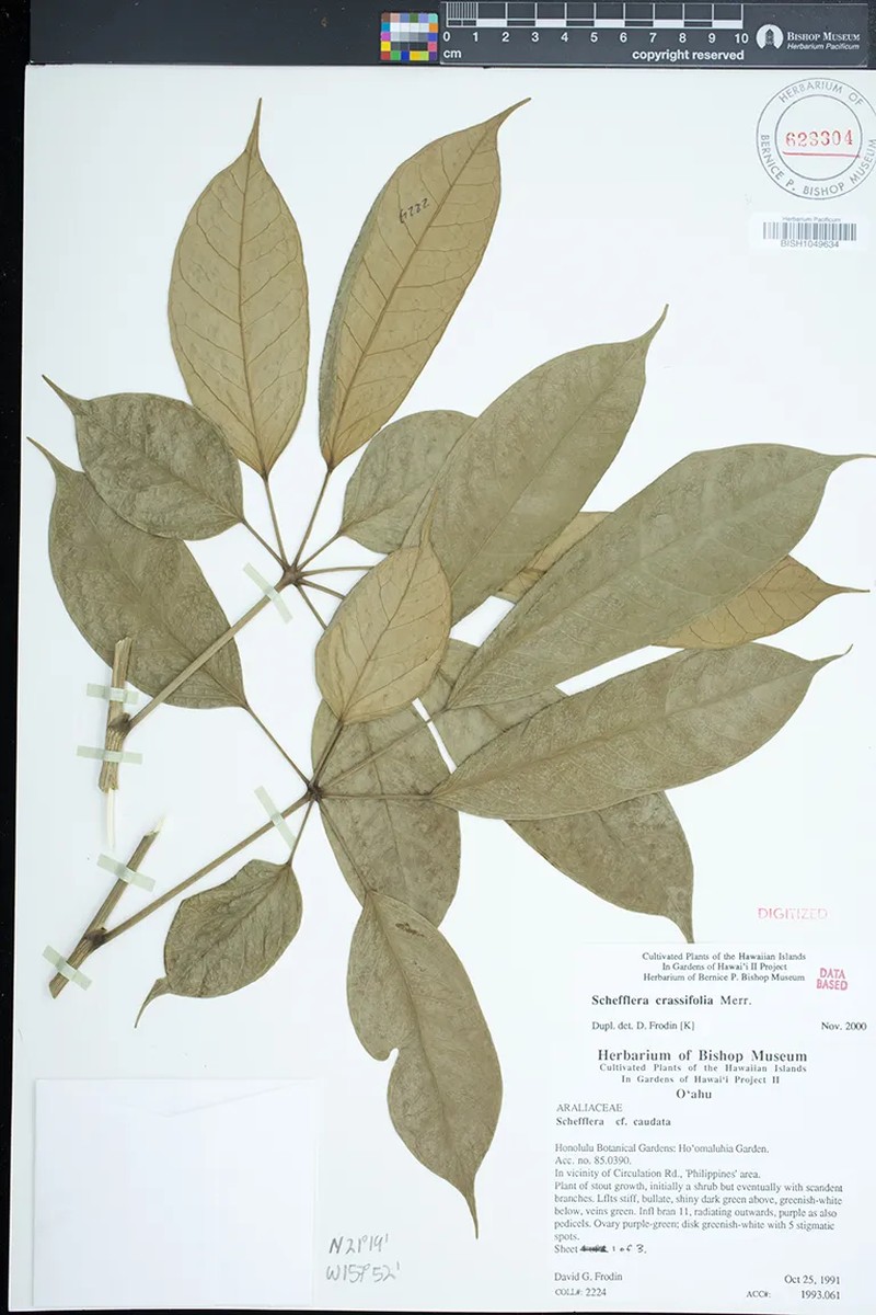 Heptapleurum crassifolium photo 3