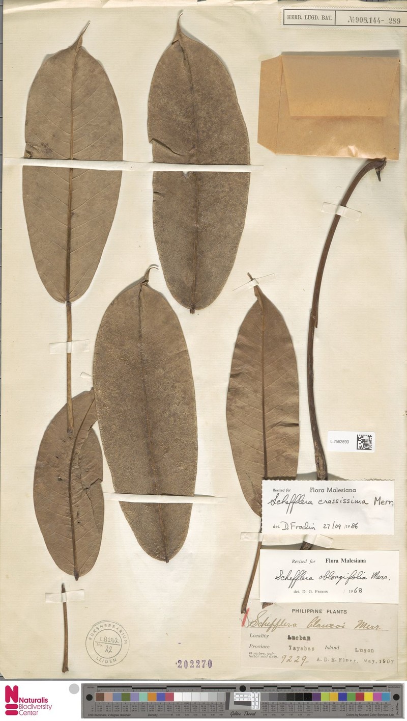 Heptapleurum crassissimum