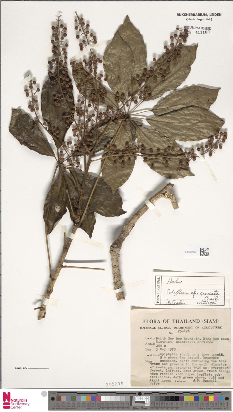 Heptapleurum cuneatum