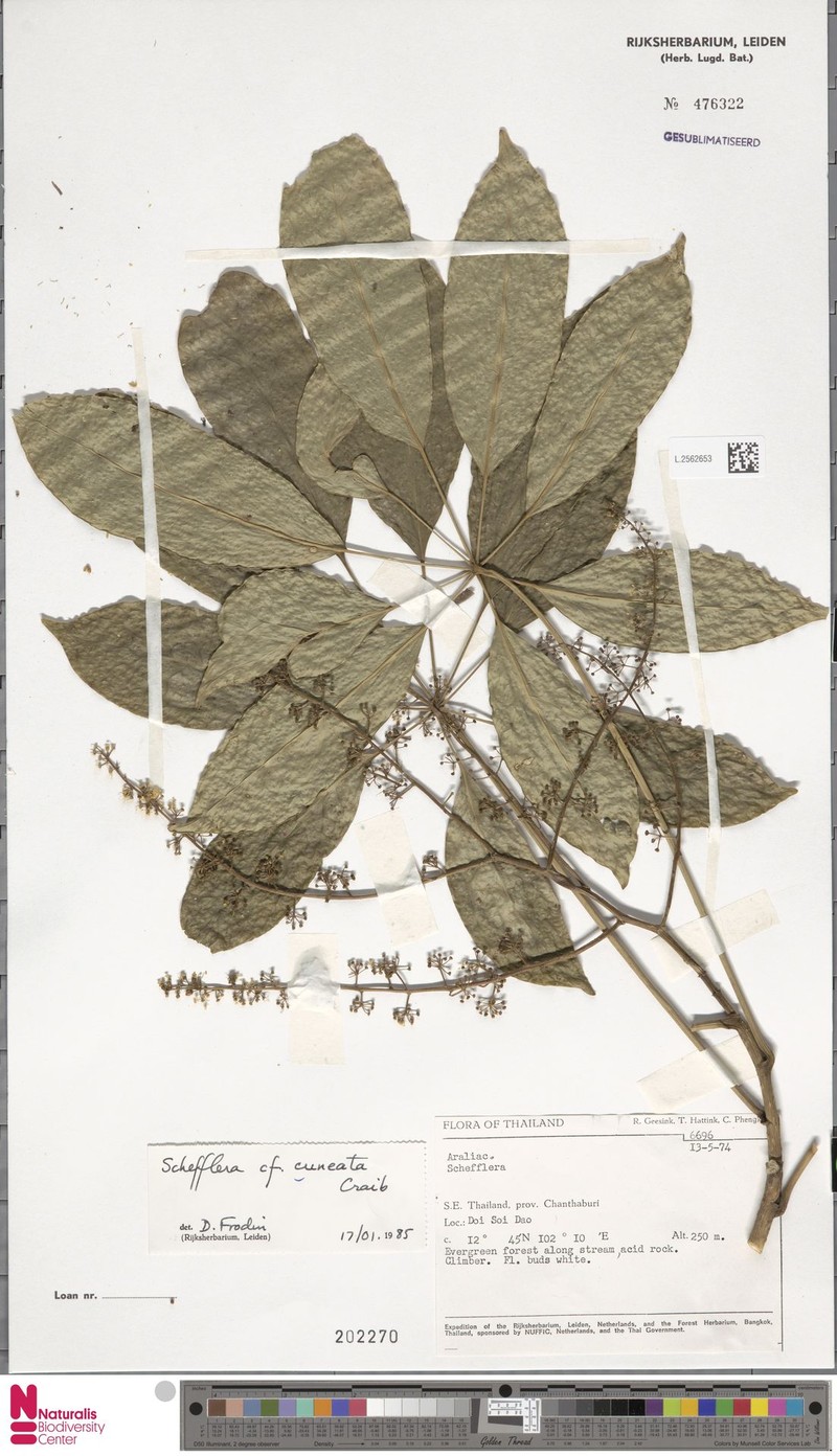 Heptapleurum cuneatum photo 2