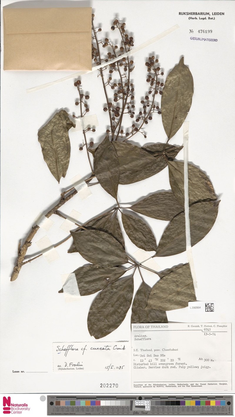 Heptapleurum cuneatum photo 3