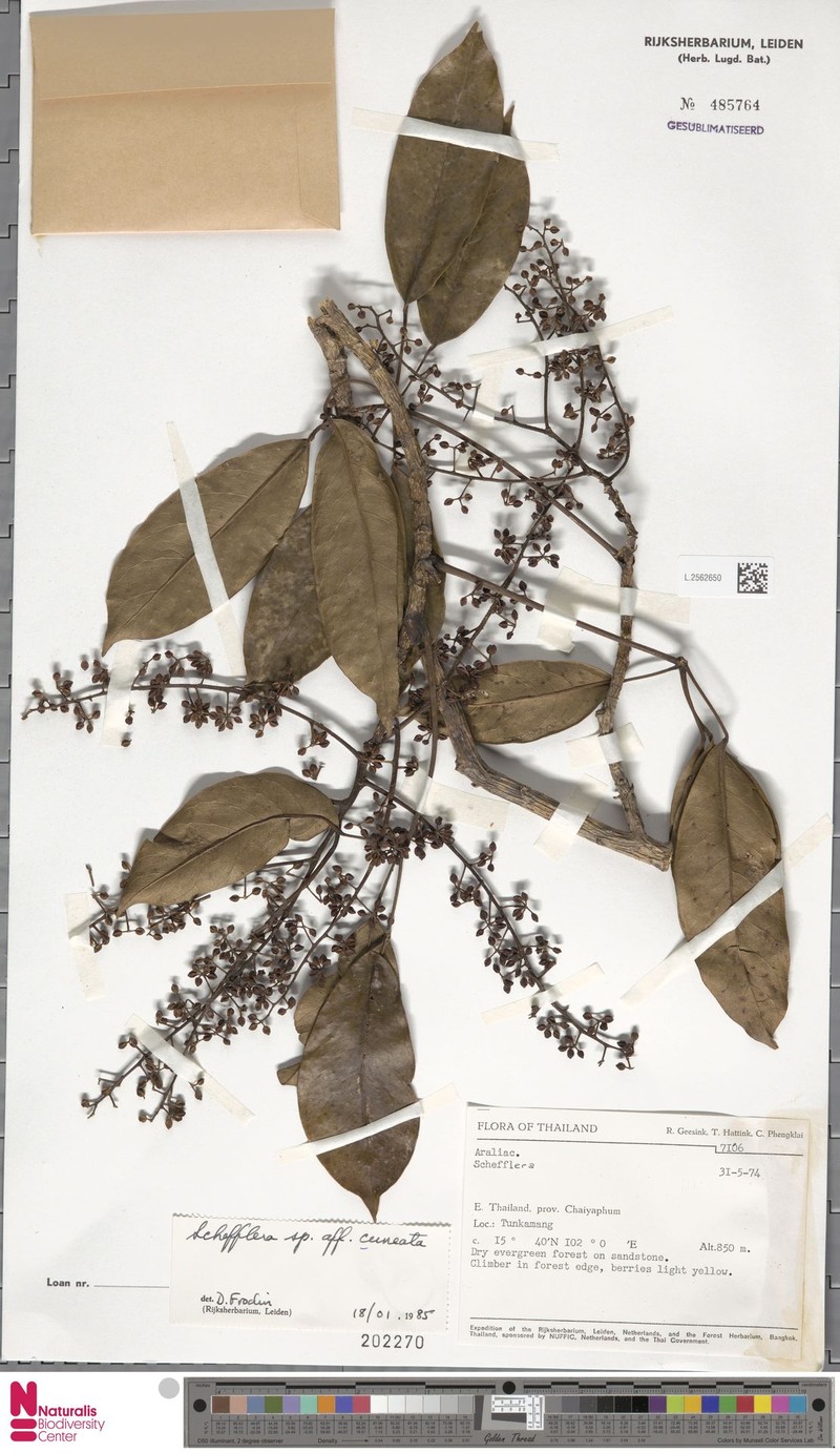 Heptapleurum cuneatum photo 4