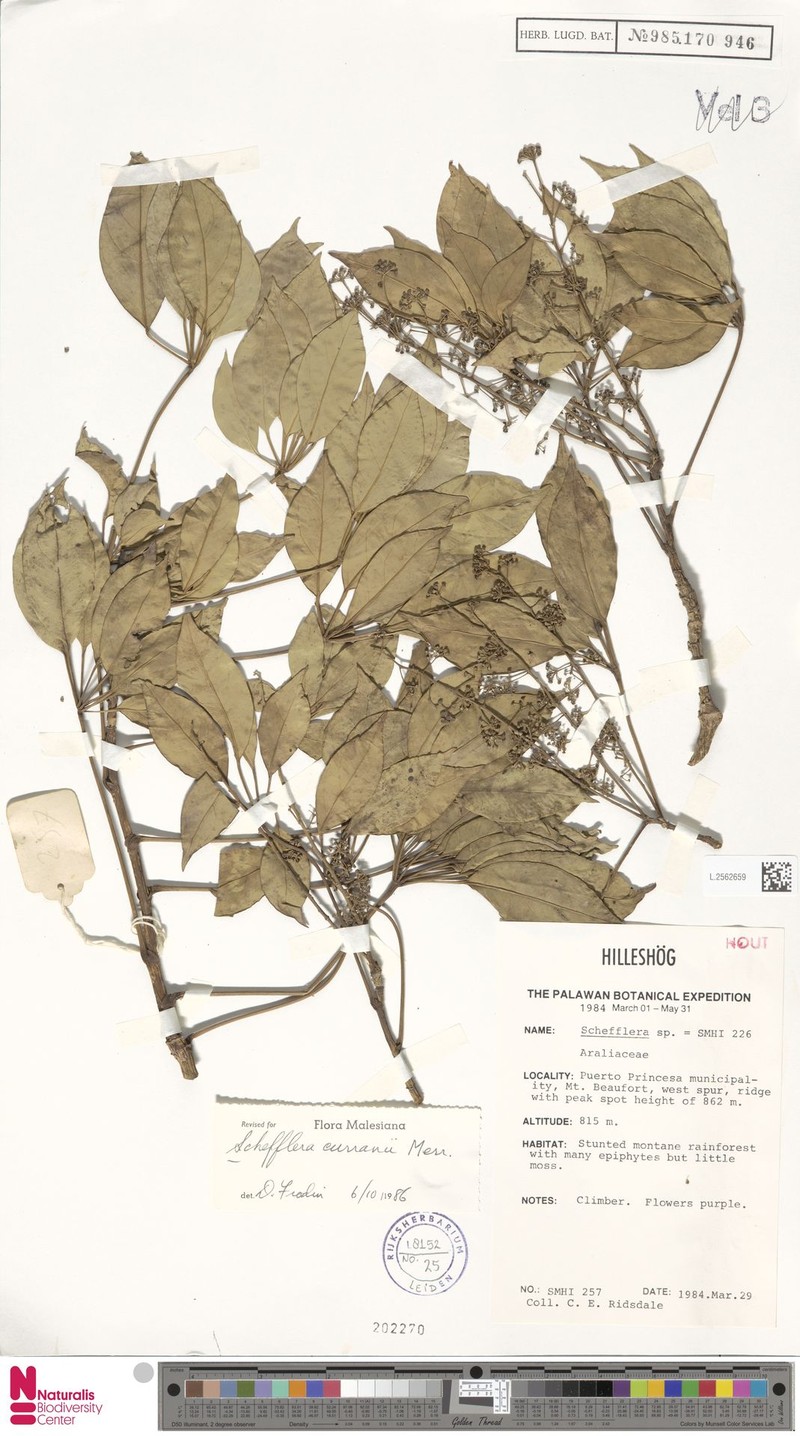 Heptapleurum curranii