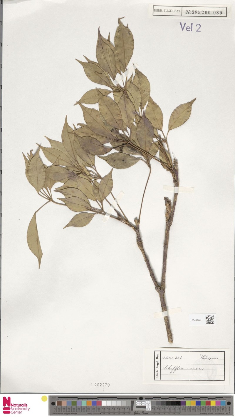 Heptapleurum curranii photo 2